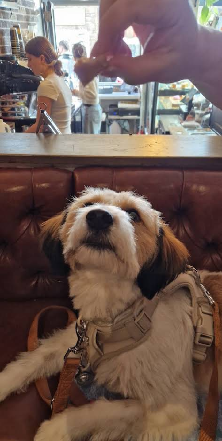 A happy dog sitting on a chair at Crafted Coffee House